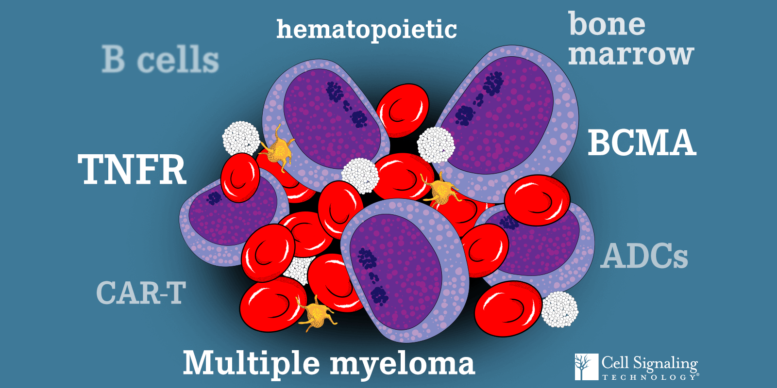 Targeting BCell Maturation Antigen (BCMA) for Multiple Myeloma